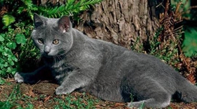 沙特爾貓?jiān)趺从?xùn)練 沙特爾貓訓(xùn)練原則介紹