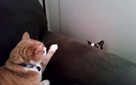 怎么訓練雪鞋貓晚上睡覺 雪鞋貓晝伏夜出習慣更改訓練