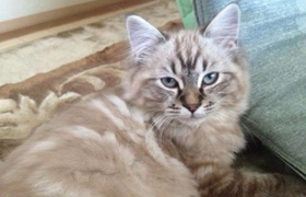 拉邦貓怎么訓練 拉邦貓訓練注意事項