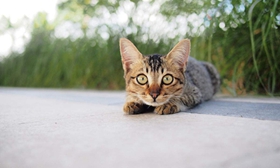 怎么教新加坡貓大小便 隨地大小便5大原因