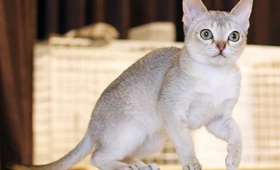 怎么訓練新加坡貓睡在固定地點