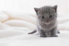 如何防止沙特爾貓抓墻 沙特爾貓不抓墻訓(xùn)練方法