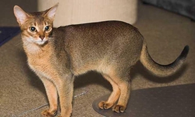 阿比西尼亞貓會游泳嗎 阿比西尼亞貓游泳訓(xùn)練