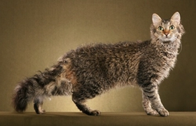 拉邦貓不睡貓窩怎么辦 拉邦貓睡貓窩訓練