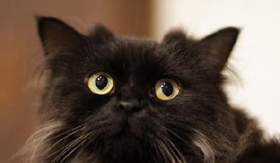 怎么訓練拉邦貓聽指令 拉邦貓聽指令訓練法