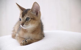 阿比西尼亞貓上廁所怎么訓(xùn)練 阿比西尼亞貓上廁所教學(xué)