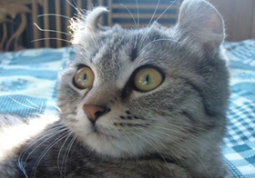 怎么訓(xùn)練美國(guó)卷耳貓上廁所 美國(guó)卷耳貓上廁所訓(xùn)練