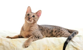 威爾斯貓怎么訓練 威爾斯貓訓練注意事項