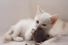 威爾斯貓抓家具怎么辦 防止威爾斯貓亂抓家具的方法