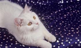 怎么教安哥拉貓游泳 土耳其安哥拉貓游泳教學