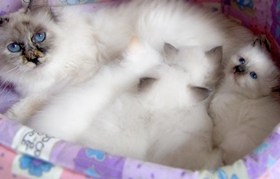 如何訓練伯曼貓聽話 溫柔貓咪訓練養成法