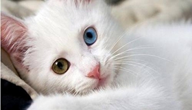 土耳其梵貓犯錯怎么調教 土耳其梵貓四個調教方法