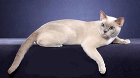 東奇尼貓抓家具怎么辦 東奇尼貓不抓家具訓練