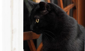 如何訓練孟買貓握手 孟買貓握手訓練