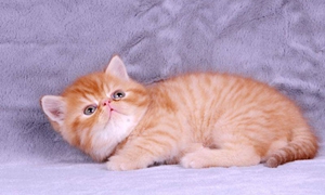 襤褸貓不會用貓砂怎么辦 襤褸貓訓練