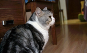 美國短尾貓如何訓練 美國短尾貓訓練技巧