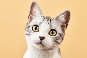 怎么訓練美國短毛貓學會握手 美短握手訓練方法