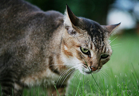 怎么訓(xùn)練索馬里貓握手 索馬里貓握手訓(xùn)練方法