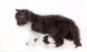 如何訓練塞爾凱克卷毛貓不咬人 經常修剪指甲