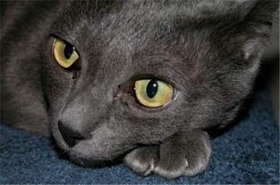 科拉特貓會游泳嗎 科拉特貓游泳訓練