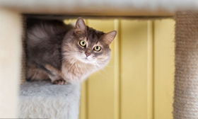 索馬里貓一直跑床上怎么辦 訓練索馬里貓不上床