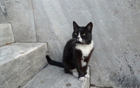 埃及貓咬人怎么辦 如何訓(xùn)練埃及貓不咬人