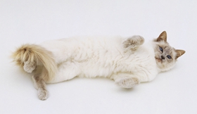 怎么教巴厘貓游泳 巴厘貓游泳訓(xùn)練