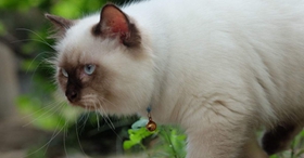 怎么訓練喜馬拉雅貓不吃死老鼠 定時給貓喂飽