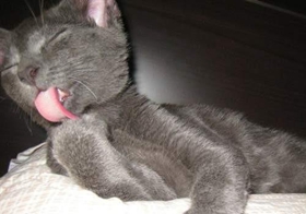 科拉特貓怎么訓練 科拉特貓訓練方法介紹