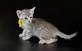 怎么訓(xùn)練埃及貓用馬桶 詳細(xì)的步驟分享