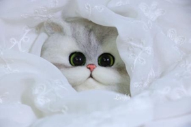 金吉拉貓?jiān)趺从?xùn)練 貓咪訓(xùn)練六大原則