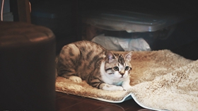 如何訓(xùn)練美國短尾貓不怕水 短尾貓怕水訓(xùn)練方法