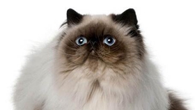 喜馬拉雅貓怎么訓練 貓咪訓練注意事項