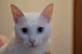 山東獅子貓怎么訓練上廁所