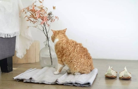 塞爾凱克卷毛貓怎么訓(xùn)練 塞爾凱克卷毛貓訓(xùn)練方法