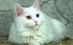 如何訓(xùn)練土耳其梵貓用馬桶 土耳其梵貓馬桶使用方法