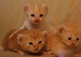 美國(guó)卷耳貓不聽(tīng)話怎么辦 美國(guó)卷耳貓不聽(tīng)話訓(xùn)練方法