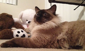 怎么訓(xùn)練巴厘貓睡貓窩 巴厘貓不睡貓窩解決辦法