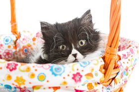 怎么訓練波斯貓不偷吃東西 波斯貓偷吃東西解決辦法