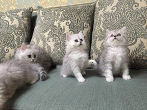 怎么訓(xùn)練金吉拉貓大小便 金吉拉貓貓砂使用訓(xùn)練