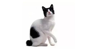 怎么訓練短尾貓用貓砂 日本短尾貓訓練技巧