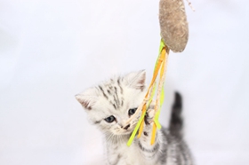 美國短毛貓如何調教 美短訓練方法