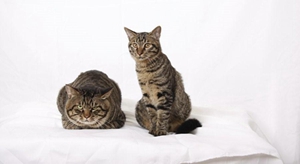 怎么訓練貍花貓抓老鼠 貍花貓抓老鼠訓練方法