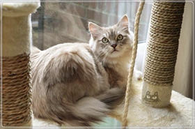 襤褸貓不聽話怎么辦 貓咪不聽話訓練技巧