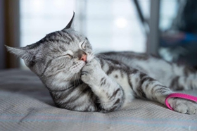 怎么訓(xùn)練美國短尾貓不跳上床