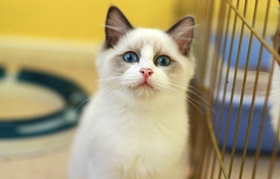 怎么做好布偶貓的訓(xùn)練工作 布偶貓訓(xùn)練必不可少