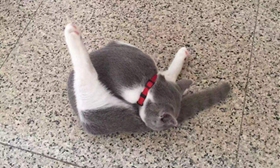 英國短毛貓犯錯怎么懲罰 英短犯錯懲罰法