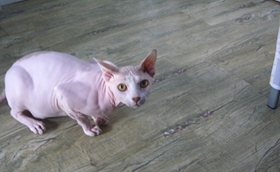 怎么訓練加拿大無毛貓用馬桶