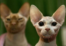 如何訓練加拿大無毛貓游泳 詳細訓練步驟