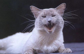 巴厘貓?jiān)趺从?xùn)練 巴厘貓訓(xùn)練之不亂叫